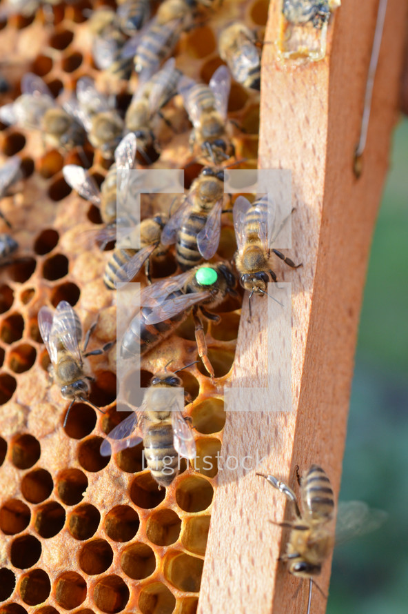 queen bee between other honey bees marked from the beekeeper with a green dot - easier to find in beekeeping and indicating the age of the queen