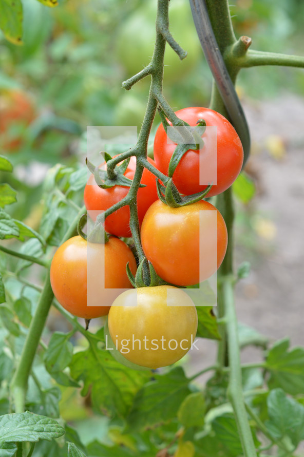 tomatoes on the vine 