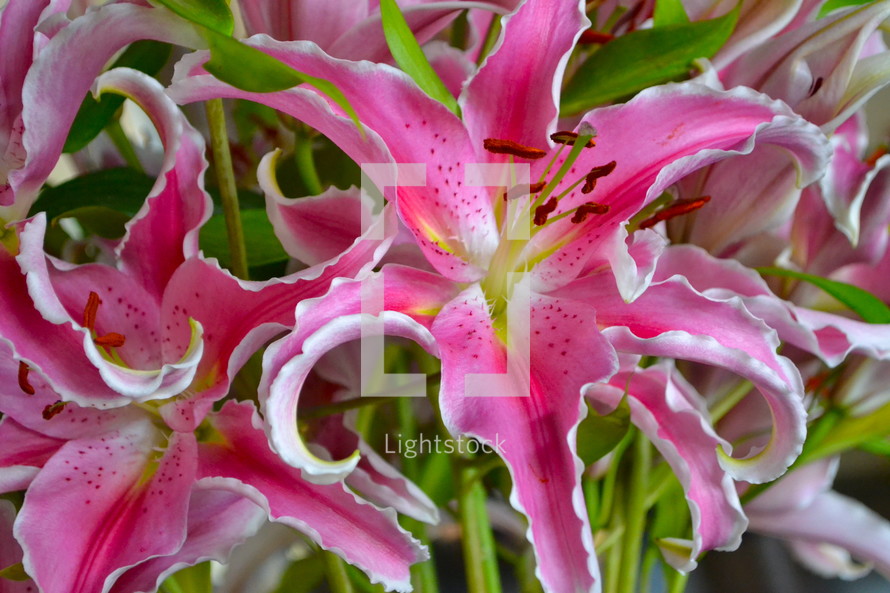 Pink lily flowers.