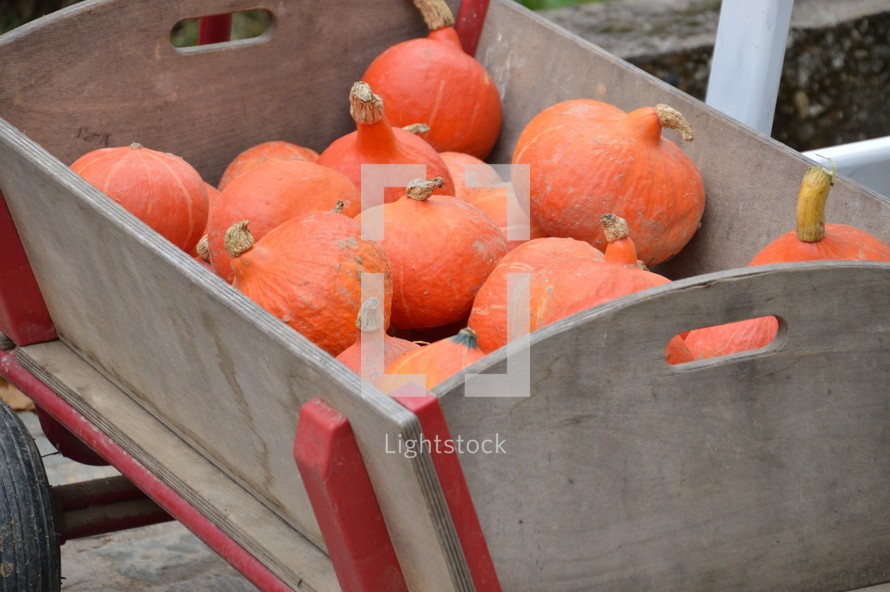 orange hokkaido pumpkins in a wagon