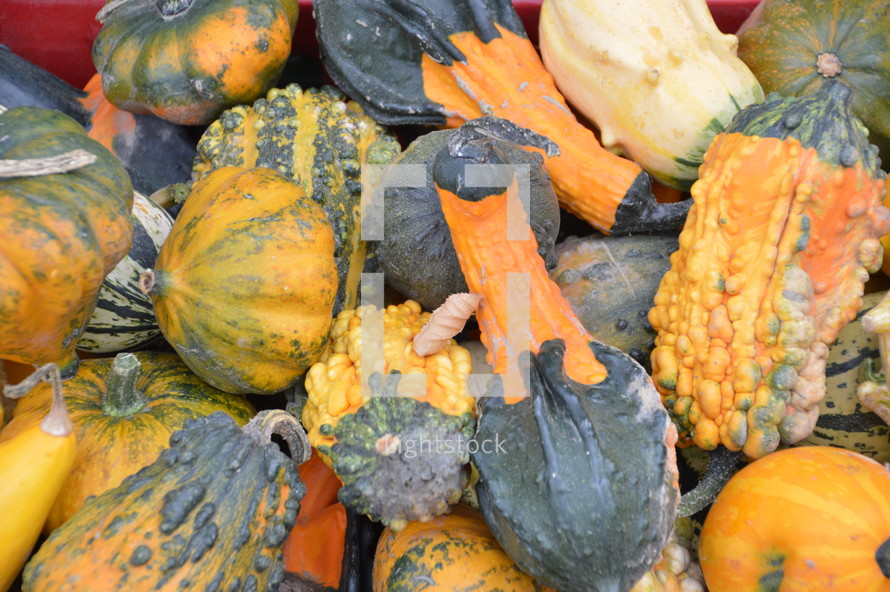 pile of gourds 