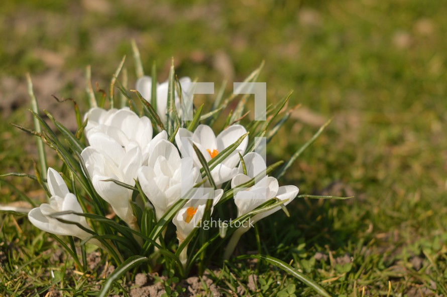 white crocus flowers 