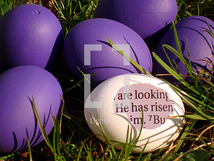 A white eggshell with a piece of the bible inside saying: HE HAS RISEN! between purple eggs in the grass, 