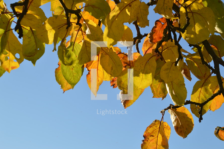 colorful autumn leaves in front of blue sky 