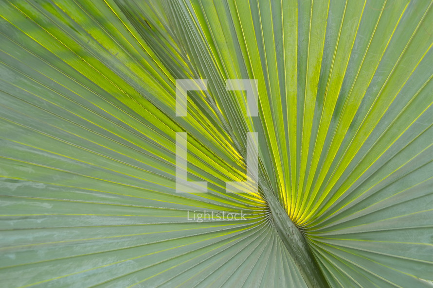 Palm branches or fronds