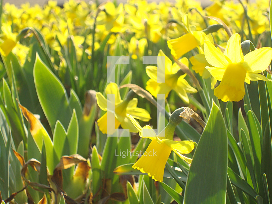 a sun-drenched meadow of yellow narcissi, 
