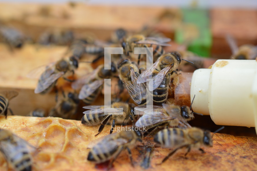 honey bees helping their queen while hatching