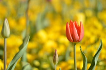 Three tulips in a meadow of flowers. 
tulips, orange, yellow, red, tulip, meadow, bloom, blossom, bright, spring, summer, flower, flowers, creation, green, beauty, beautiful, nice, lovely, fine, pleasant, fair, pretty, plant, sun, sunshine, flourish, outdoor, nature, vegetation, grow, growth, earth, world, natural, leaves, leaf, mother's day, mother, mom, mum, mommy, March, April, May, garden, gardening, summer day, summer's day, spring day, springtime, bud, opening bud, buds