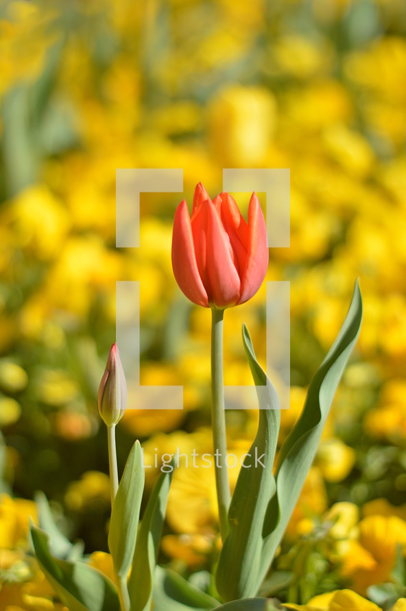 Two tulips in a meadow of flowers. 