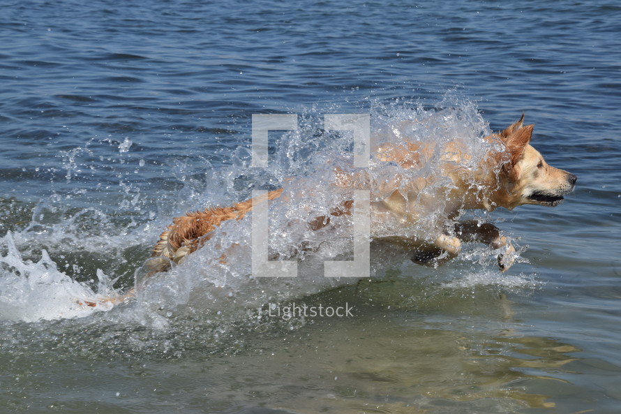Golden Retriever having a lot of fun jumping into the ocean for a swim