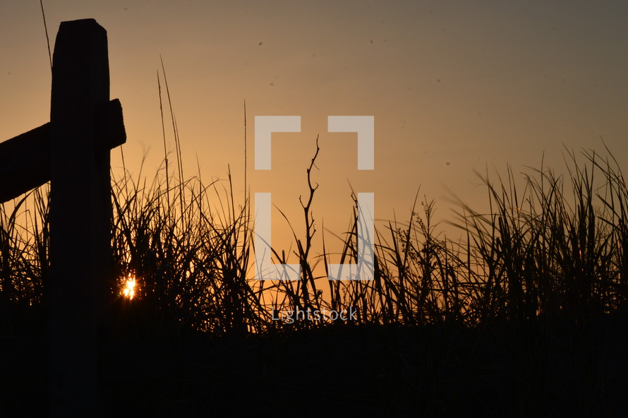 grass silhouette at sunset 