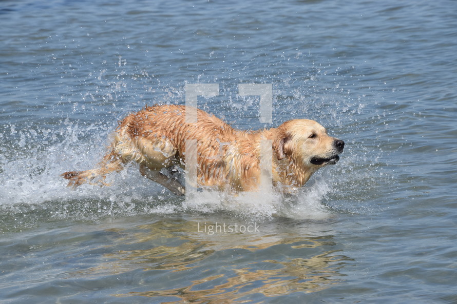 Golden Retriever having a lot of fun jumping into the ocean for a swim