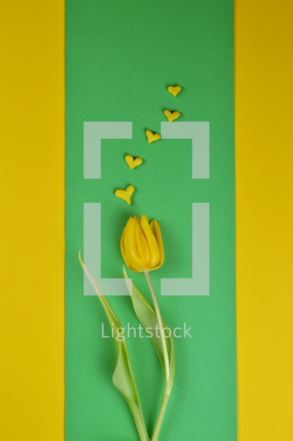 yellow tulip on green and yellow 