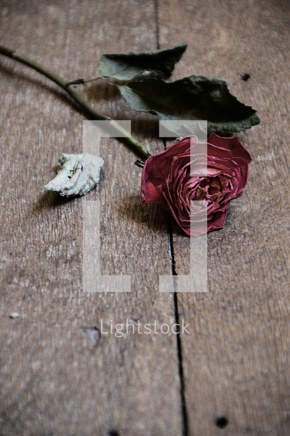 withered red rose on wooden floor