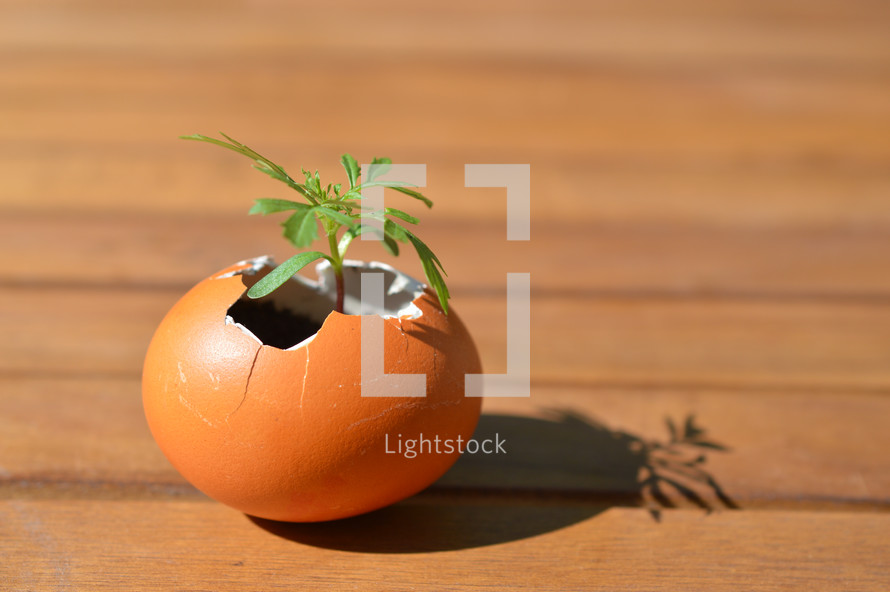 sprouting plant growing in an egg - new little plant growing out of broken eggshell on a wooden table in the sun