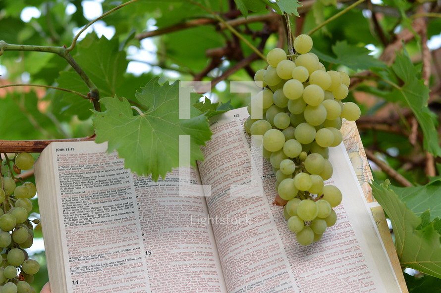 Vine grapes with open bible