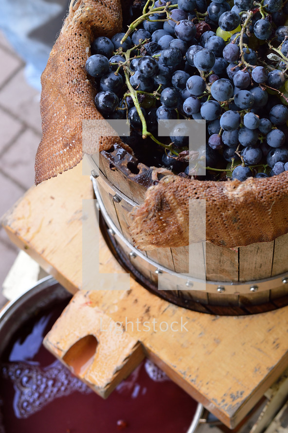 grapes in a wine press
