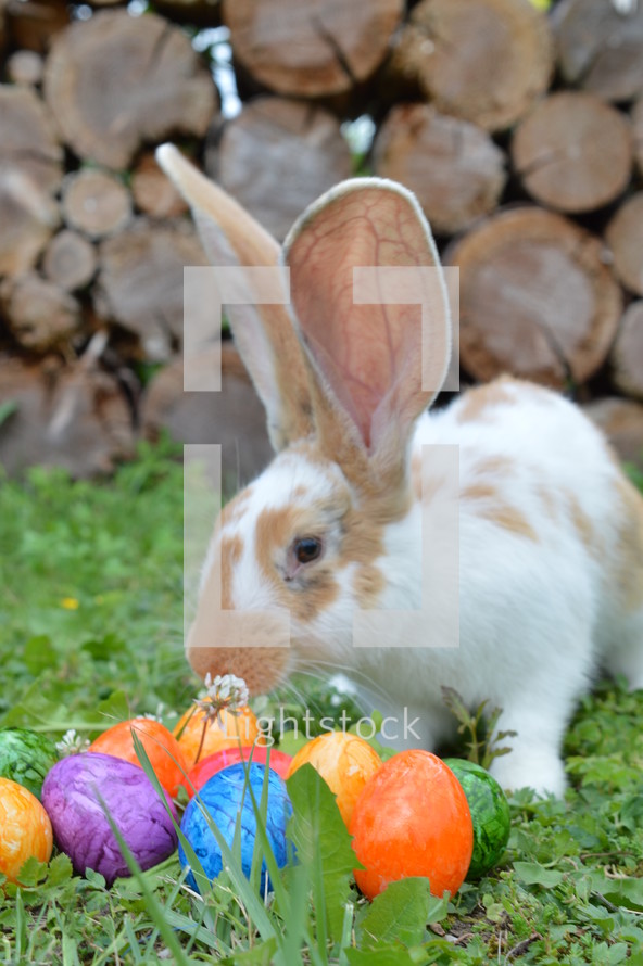 rabbit near Easter eggs 