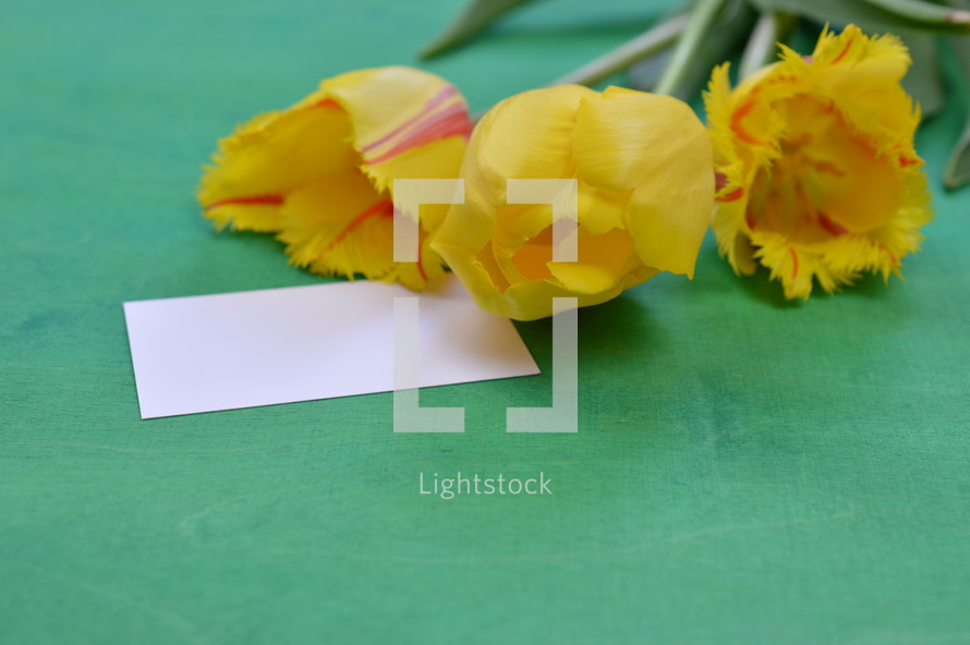 yellow tulips on a green background and blank notecard 