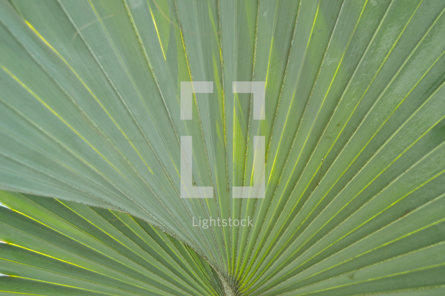 Palm tree branches leaves or fronds