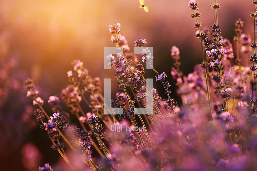 close up of bushes lavender blooming scented fields on sunset. lavender purple aromatic flowers at lavender fields of the French Provence near Paris