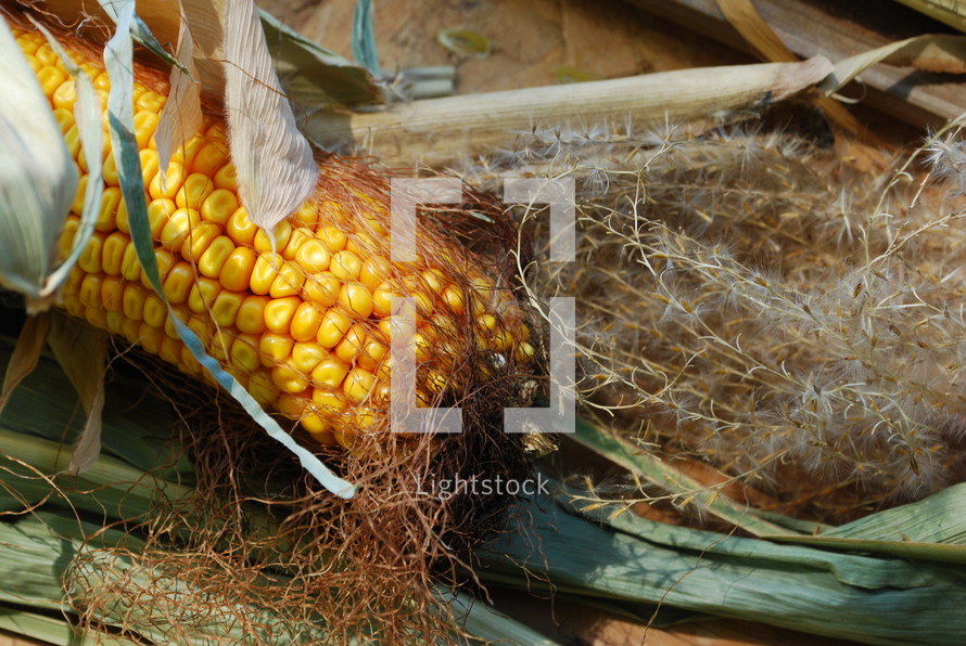 corn cob on the ground