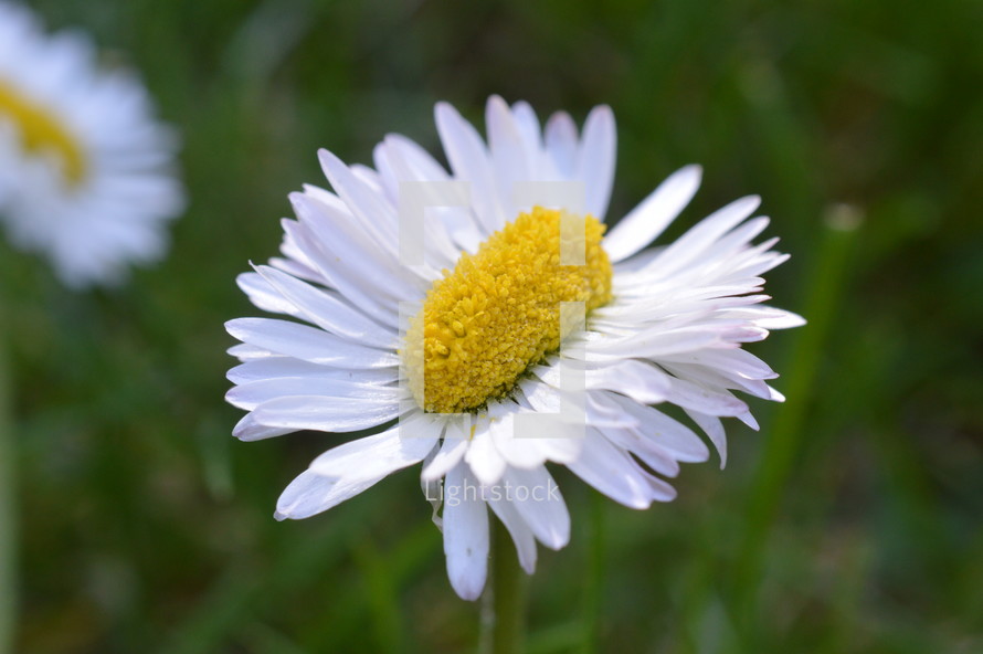extraordinary daisy double as wide as normal 