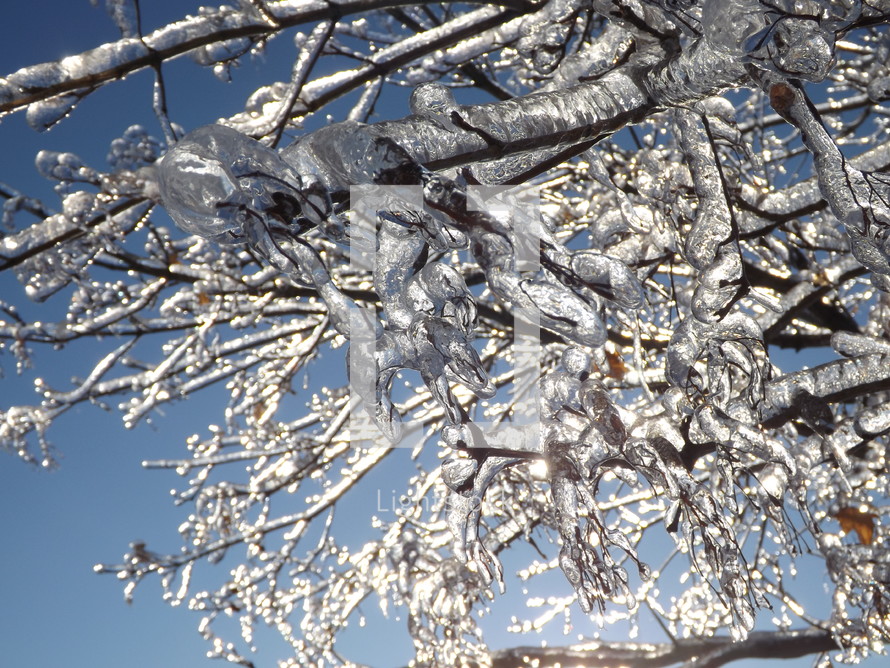 Shimmering ice on frozen tree branches.