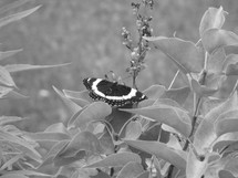 butterfly on a bush 