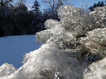 Ice on frozen pine tree branches.