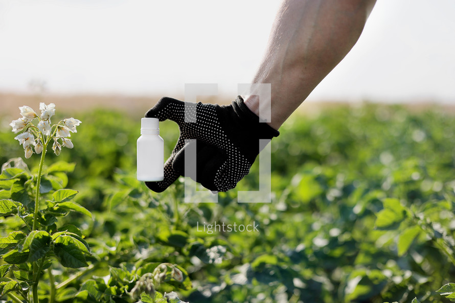 Garden season problem.Cropped photo hand of farmer in black protective glove holds white bottle with mock up for poison, pesticide liquid from plant diseases and pests on potatoes blooming background.