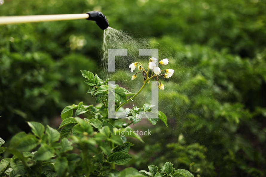 Spraying blooming potatoes plantation with pesticides by the professional sprayer. Agriculture fertilizer spraying insecticide. Agriculture and agribusiness. Harvest processing. Protection and care