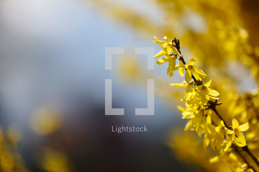 The blossoming Forsythia branch with yellow bright flowers, a close up macro it is horizontally. Forsythia. Oleaceae Family. Copy space