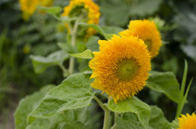 Sunflower heads.