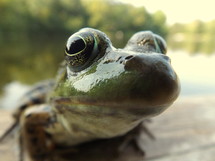 bullfrog eyes