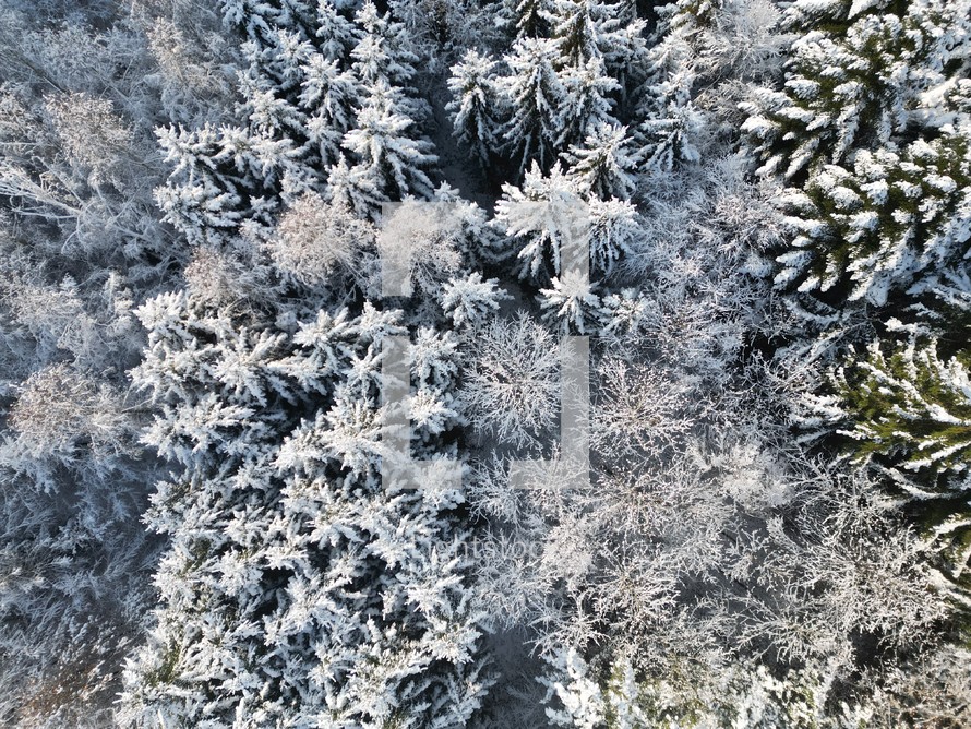 Aerial view of winter trees