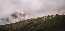 Sheep in the foggy mountains