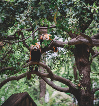 Red pandas on a tree