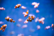 Clownfish in the blue sea