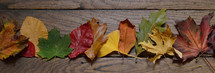 row of fall leaves on wood 
