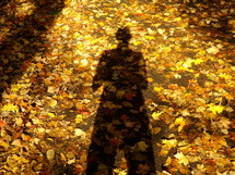 Shadow on the autumn leaves on the ground.