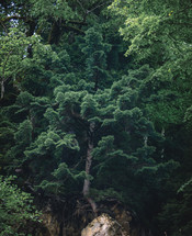 Spruce tree in the forest