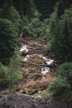 Fallen trees after floods