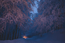 Evening light in the snowy forest