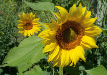 Two sunflower plants blooming in the sun in a backyard garden on a sunny morning in a rural garden setting.  