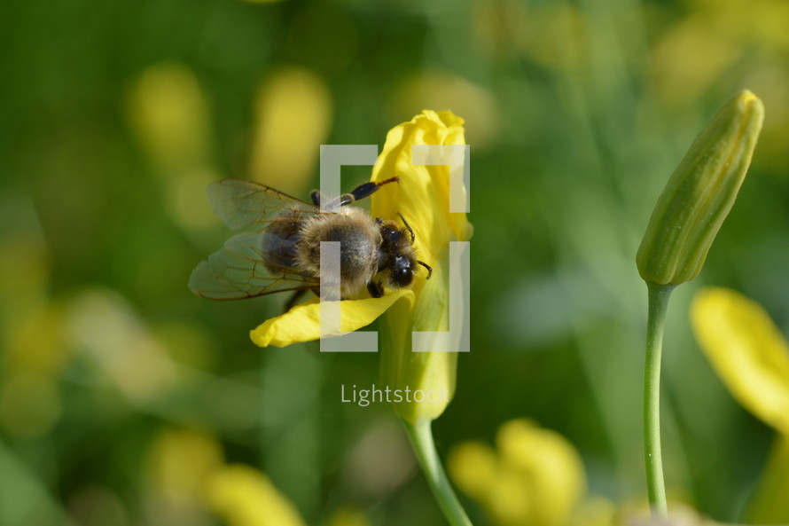 bee on yellow flowers 