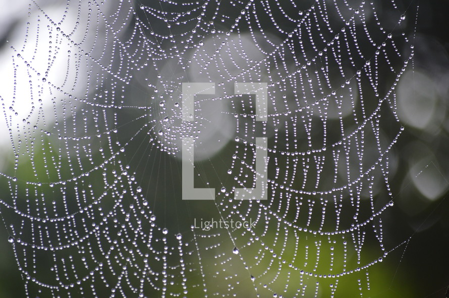 wet spider web 
