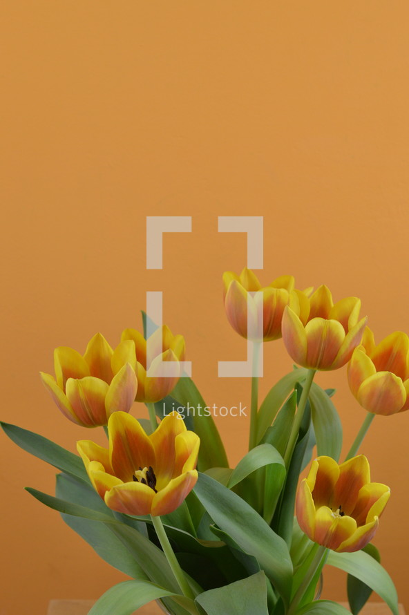 tulips on an orange background 