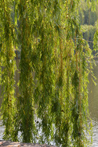long hanging branches over a pond 