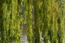 long hanging branches over water 